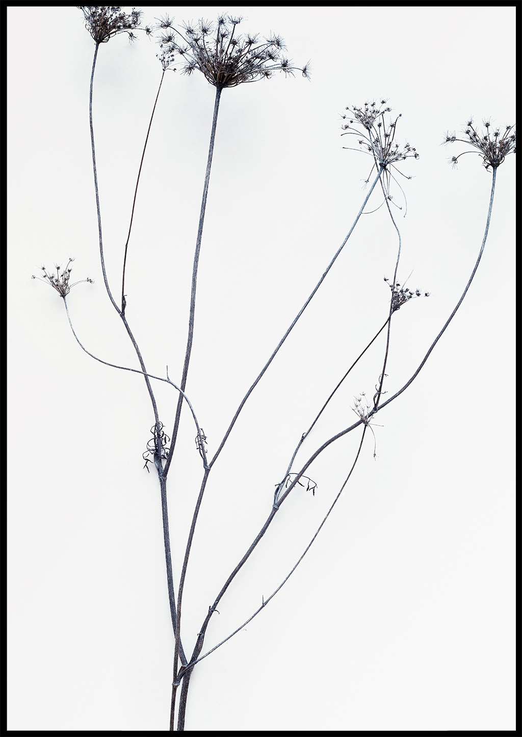 Fotografie von Stefan Freund, Stillleben, Winter, Frost, Pflanzen